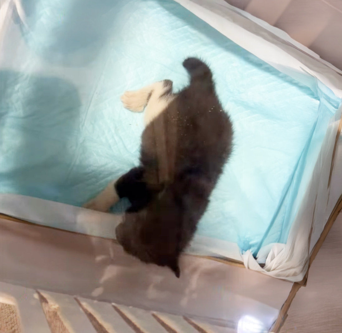 子猫救出大作戦!